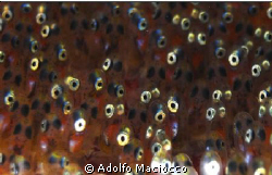 Clownfish eggs ready to hatch!! by Adolfo Maciocco 